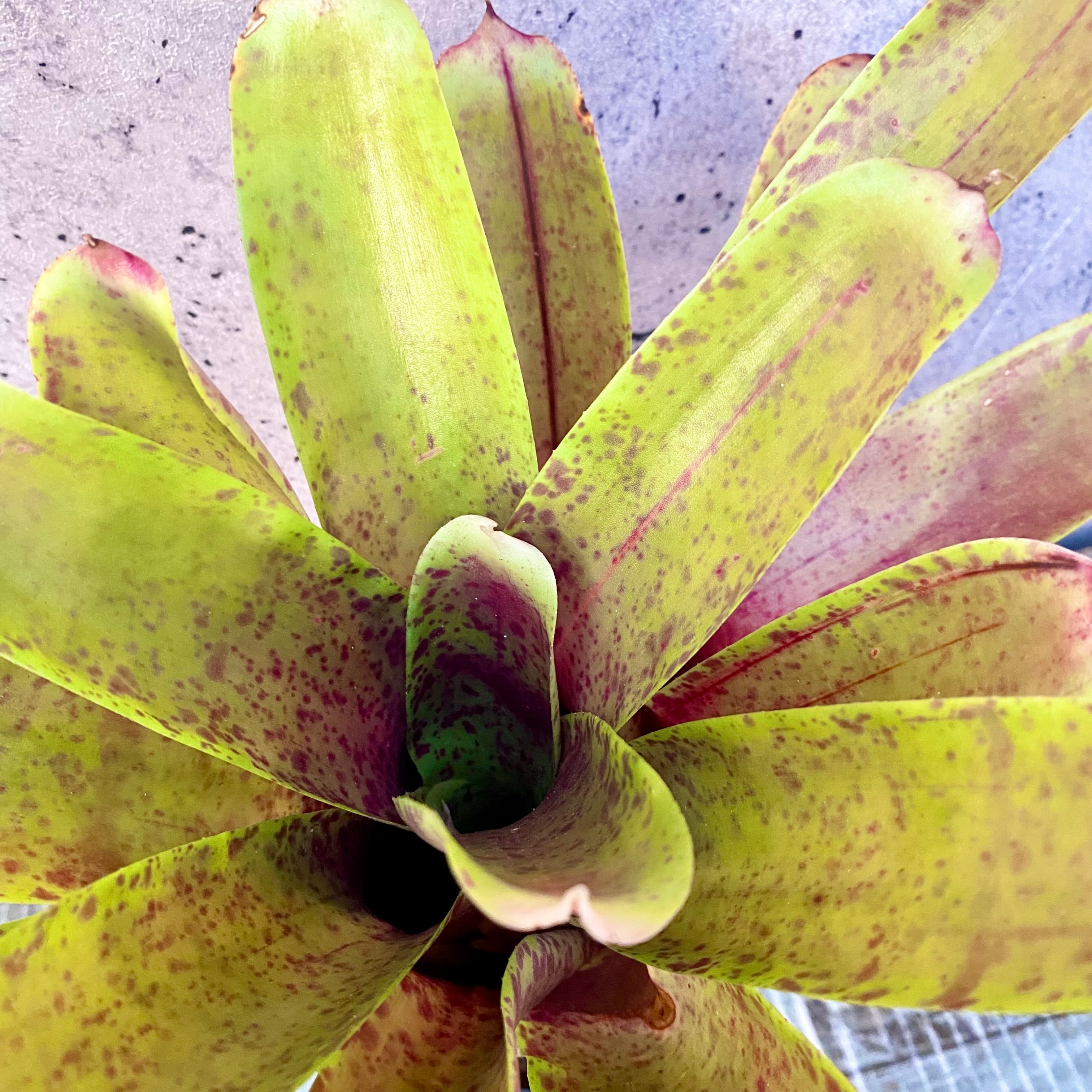 タンクブロメリア | Planet Plants プラネットプランツ