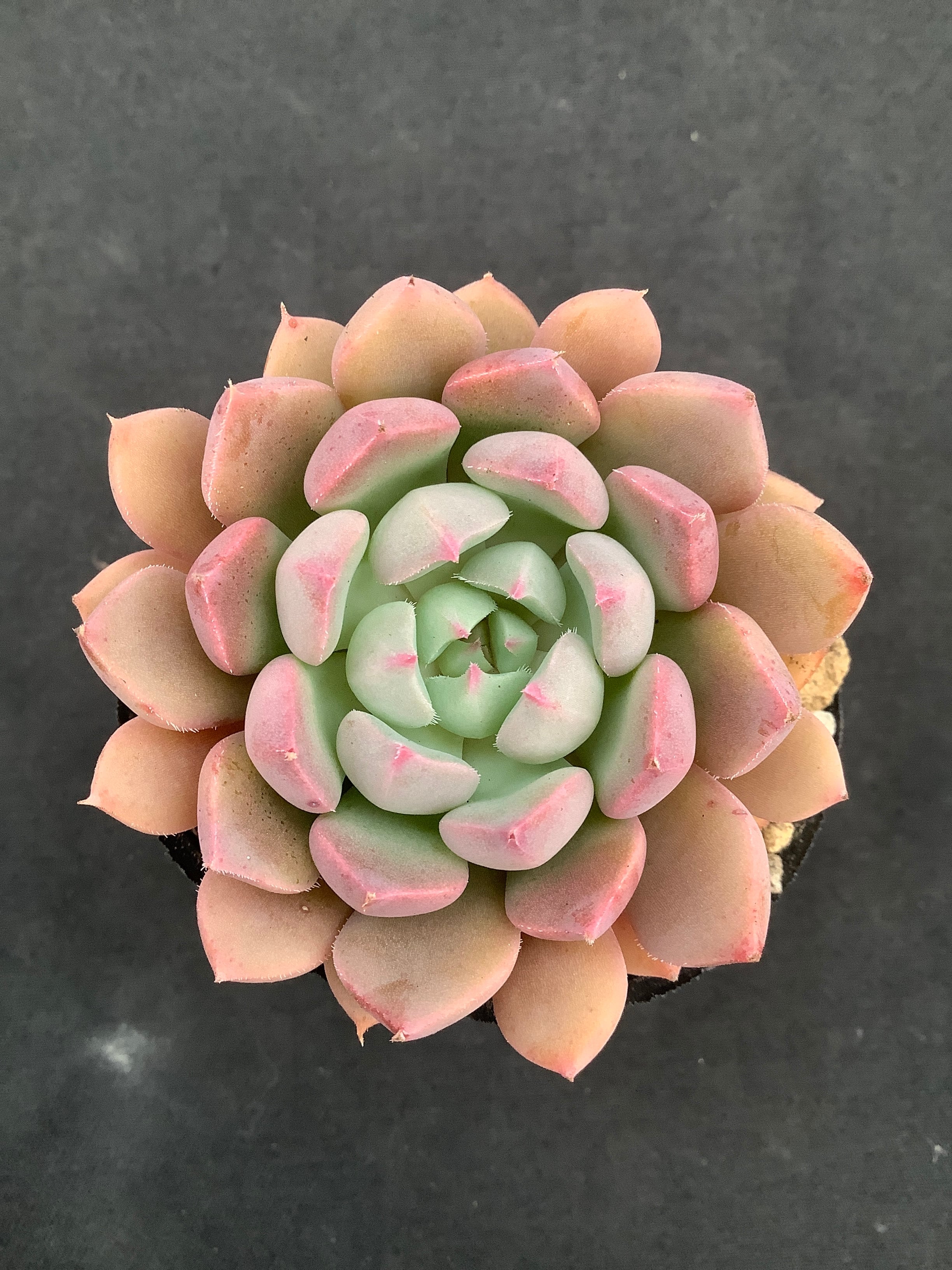 セトーサ×ピンクプリティ① | 多肉アン 