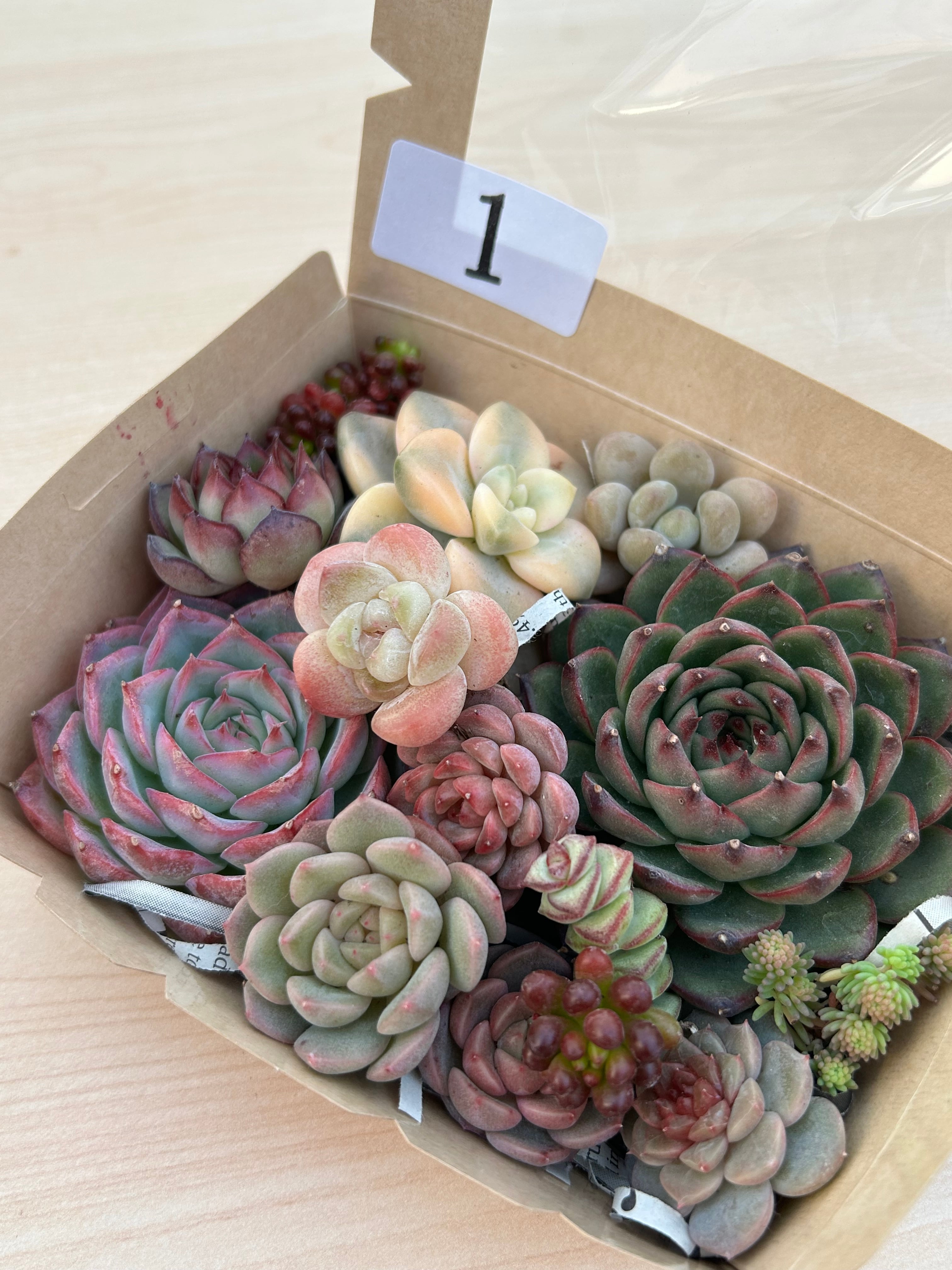 ◆多肉弁当◆カット苗詰め合せ☆M18-01