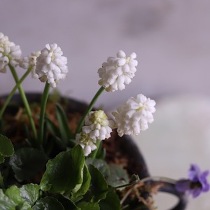 mondimanche 寄せ植え　ムスカリとすみれのシャビーカップ｜届いてすぐ玄関に飾れる 　プレゼントにもオススメ　