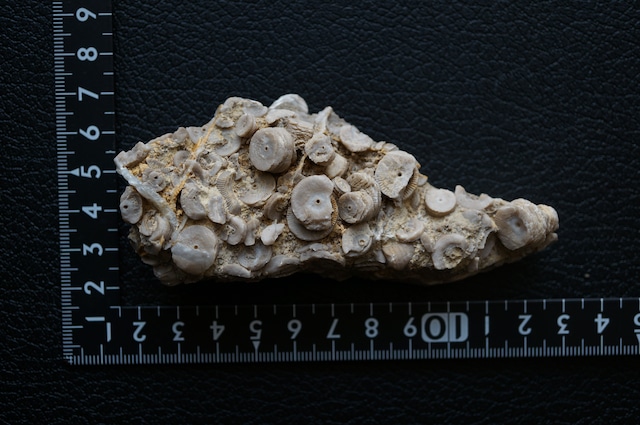 雲南省産ウミユリ化石 Crinoid Fossil 1959