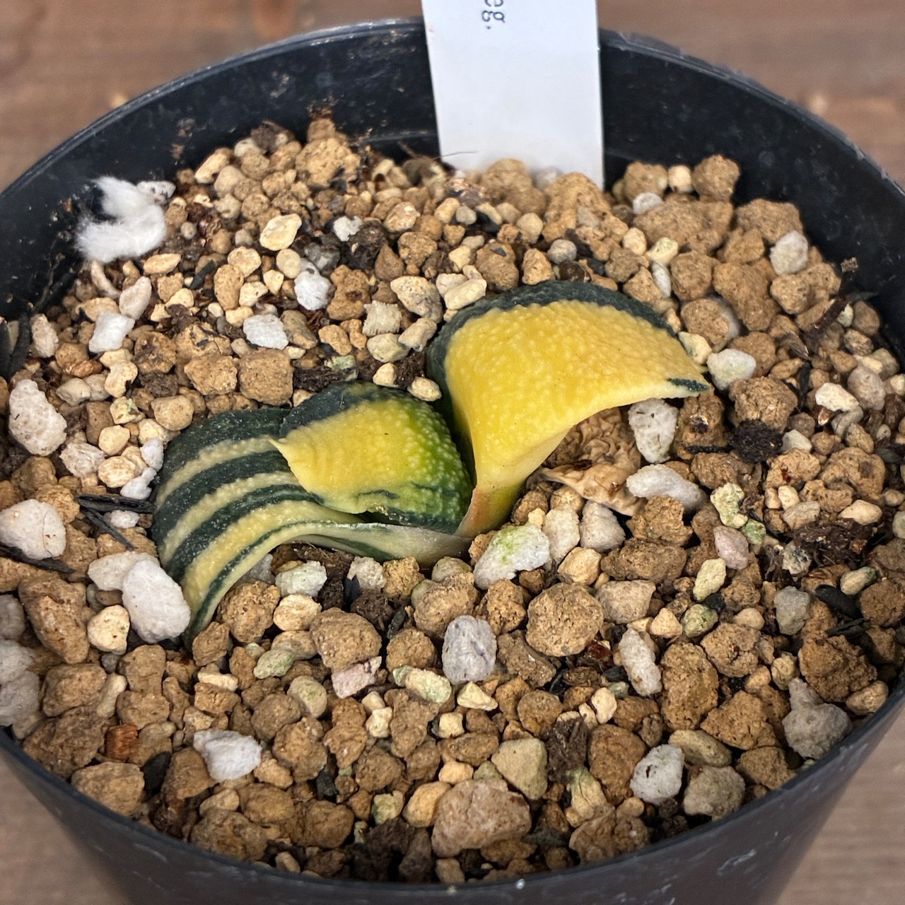 【クリアランスセール対象商品】ガステリア 臥牛錦【896】【再撮影】【▼】