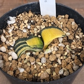 【クリアランスセール対象商品】ガステリア 臥牛錦【896】【再撮影】【▼】
