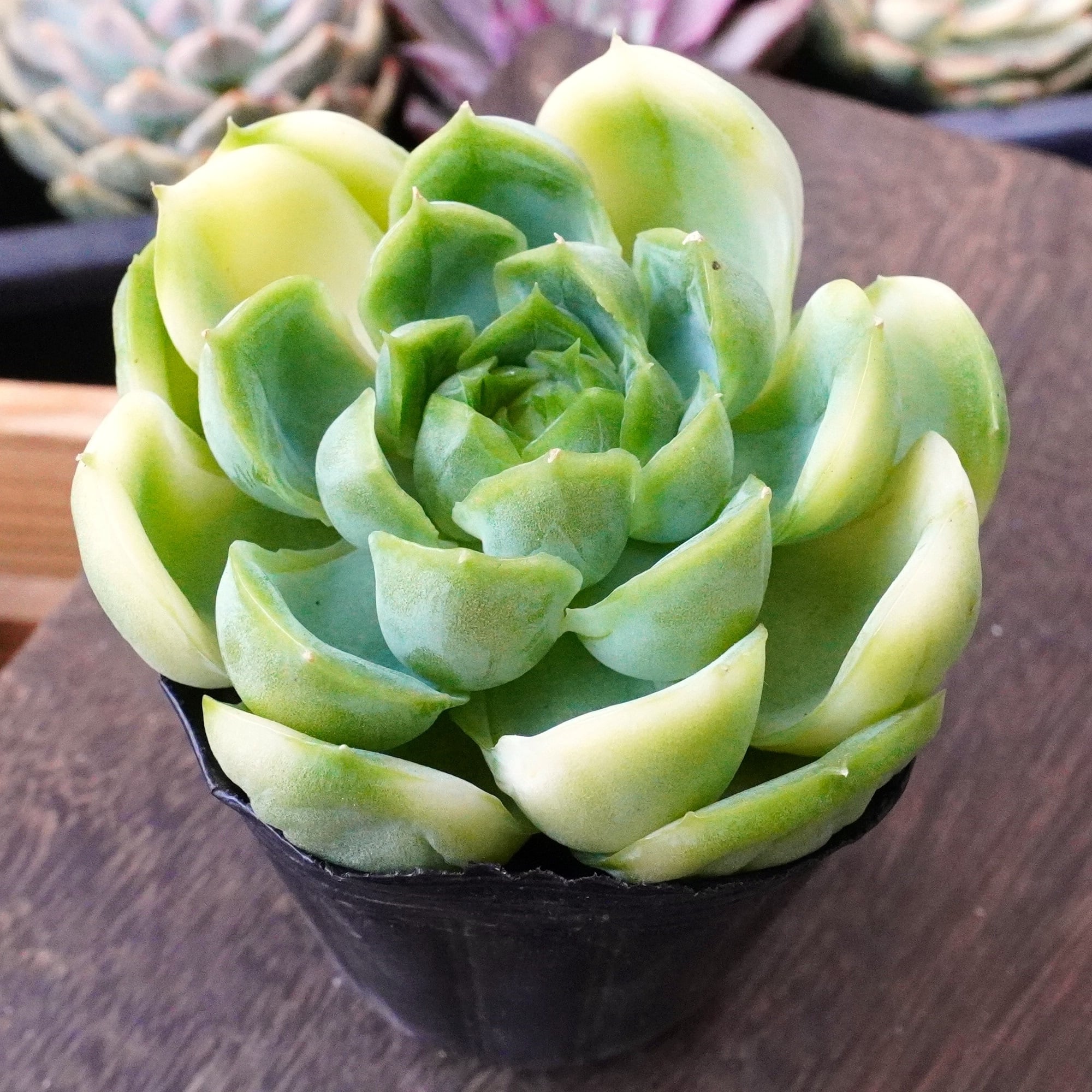 多肉植物 | E-TANIKU