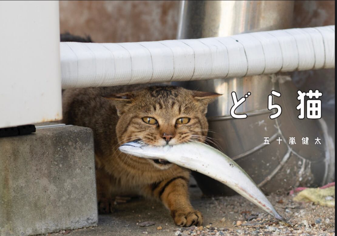 新作写真集「飛び猫・にゃんこ島編」＆「どら猫」写真集セット（送料