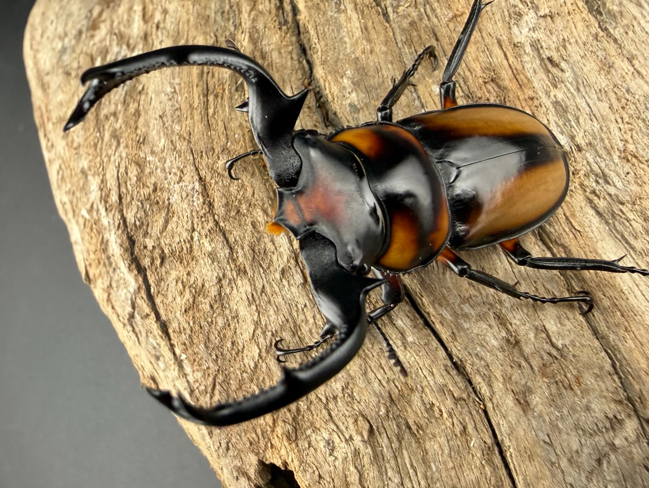 スペキオススシカクワガタ 54mm ペア》 | KPW公式オンラインショップ