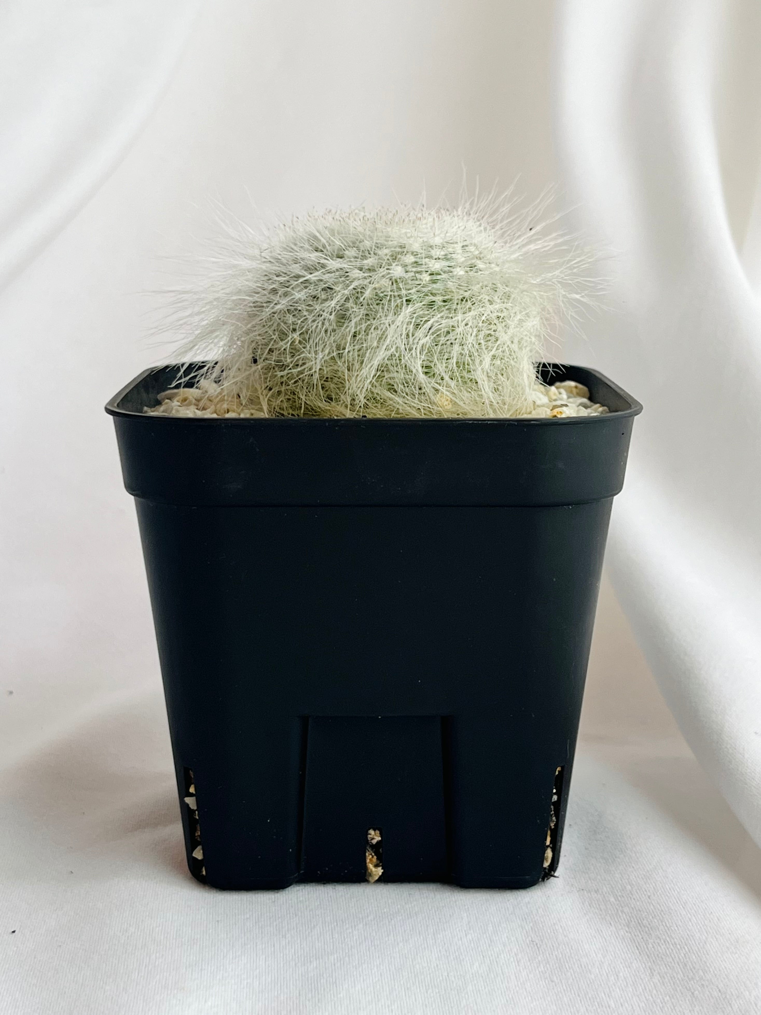 Mammillaria hahniana f. lanata マミラリア 玉翁殿 サボテン | plants