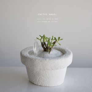 サボ天使（baby）walking　チレコドン・シヌスアレキサンドラ