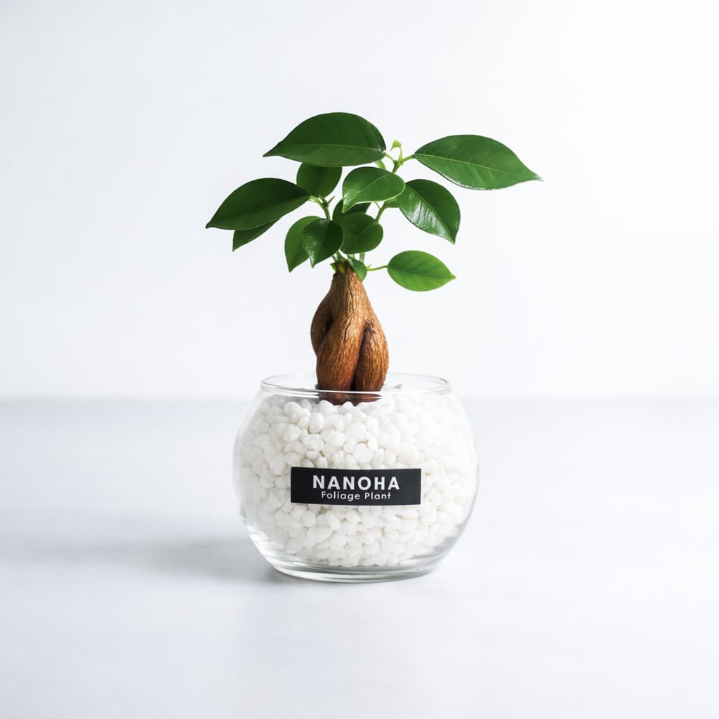 ガジュマル 白砂利(丸容器)