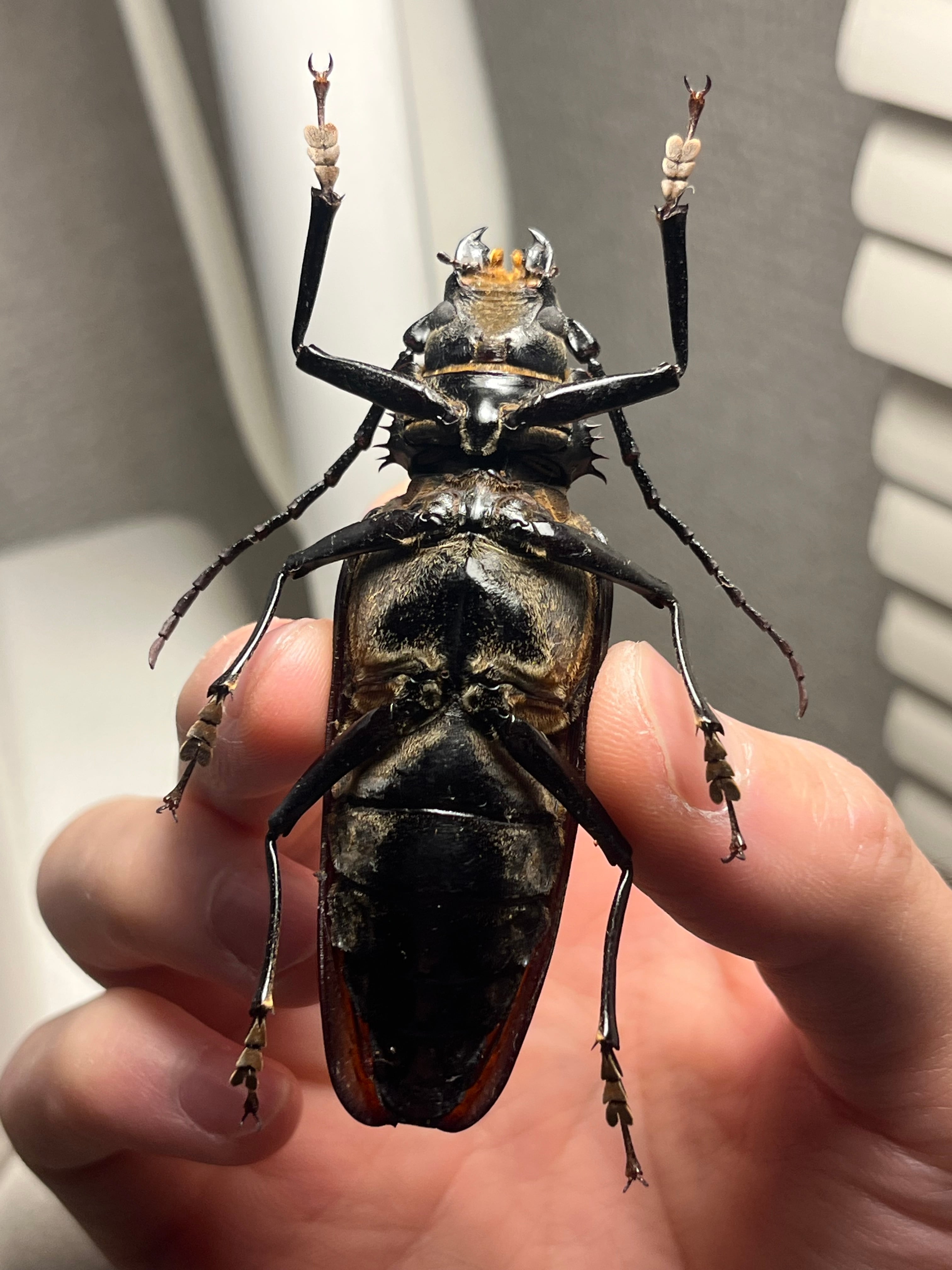 韓国保護種】ウスリーオオキバウスバカミキリ Callipogon ウスリーオオ