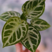 アンスリウム ドラヤキ × シルバーブラッシュ / Anthurium Dorayaki × Anthurium Silver brush⑧ / 観葉植物<育て方・花言葉>