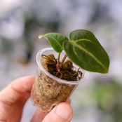 【実生】Anthurium Carlablackiae / アンスリウム カーラブラッキー⑨│観葉植物