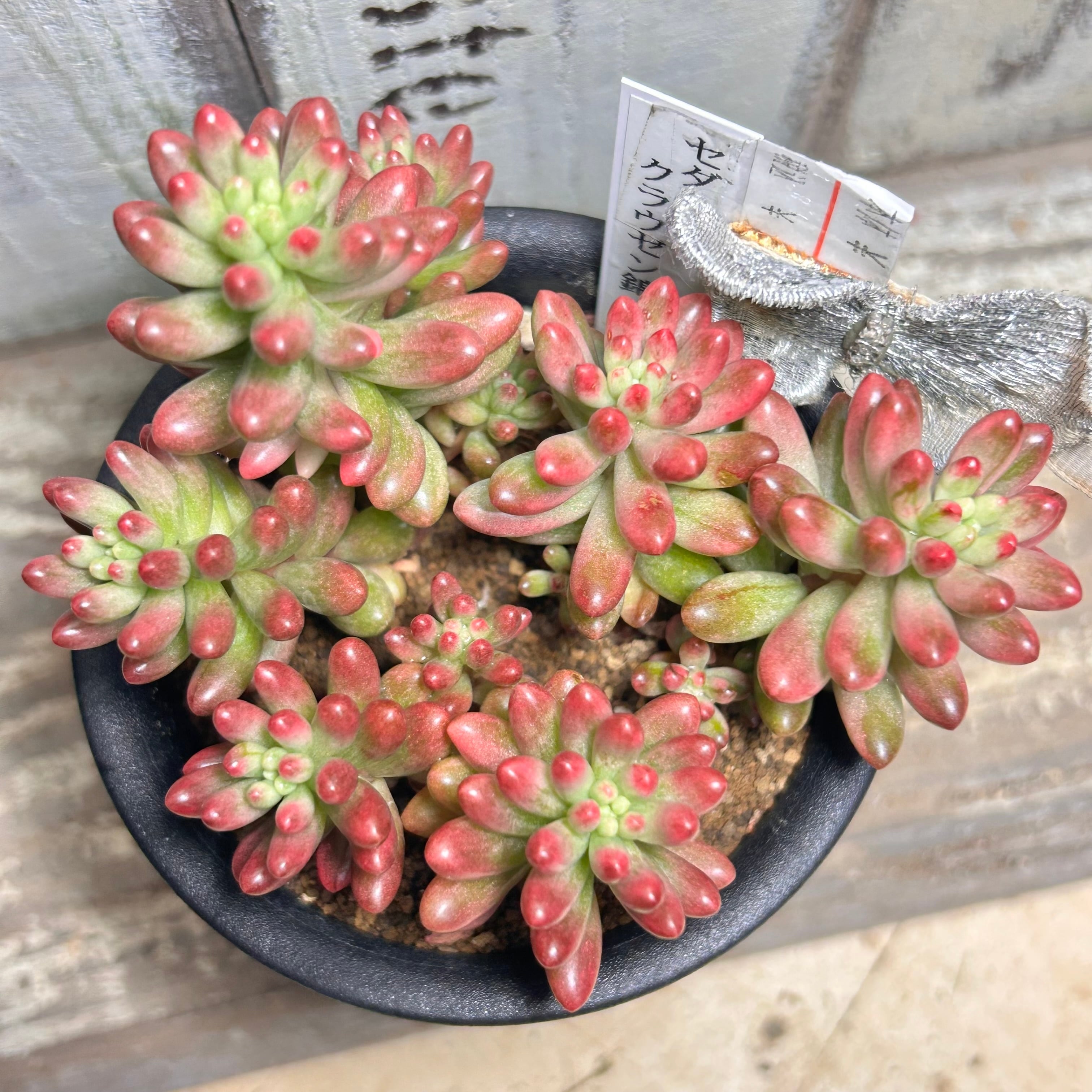 クラウゼン錦 セダム | RuPo 多肉植物専門店