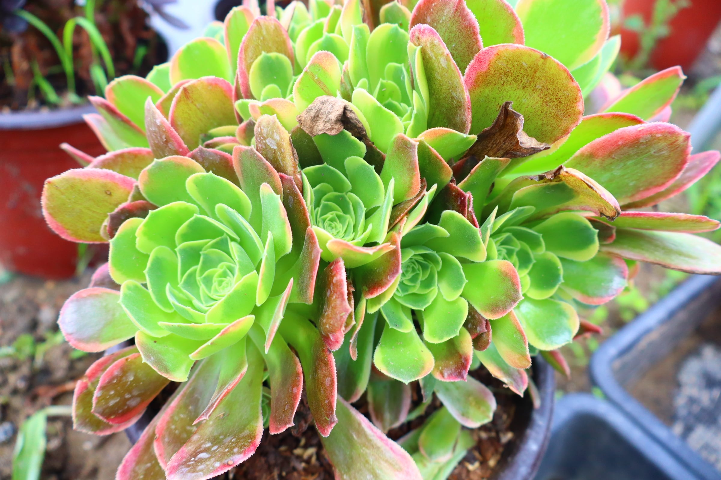 アエオニウム 墨蘭迪 6頭群生株 019 予約用 アエオニウム・テスラ