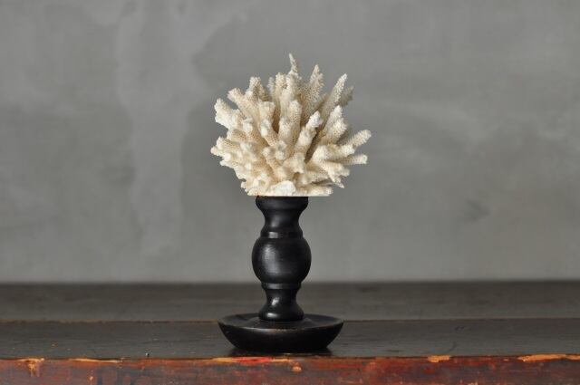黒い台の白い珊瑚