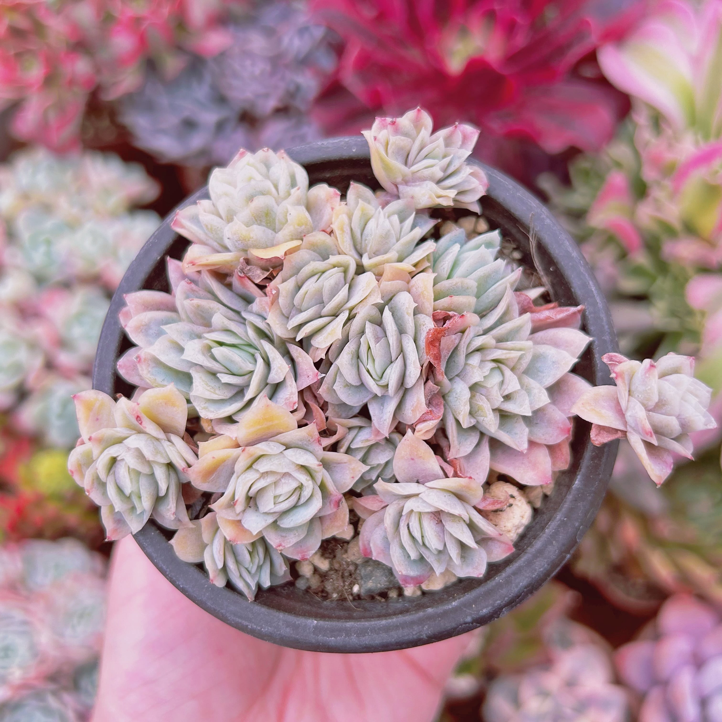 #560現物　多肉植物　クィーンローズ覆輪錦　抜き苗