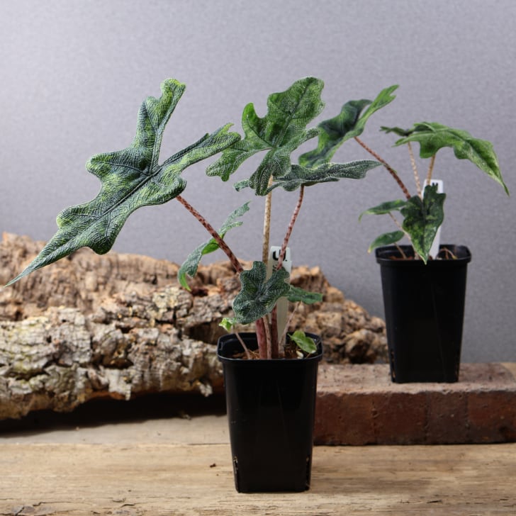745『urban jungle アロカシア ジャックリン 斑入り』 観葉植物【送料