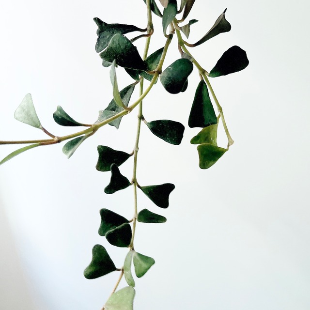 ハートリーフが魅力＊ホヤ マニプレンシス 希少ロングサイズ 3号鉢