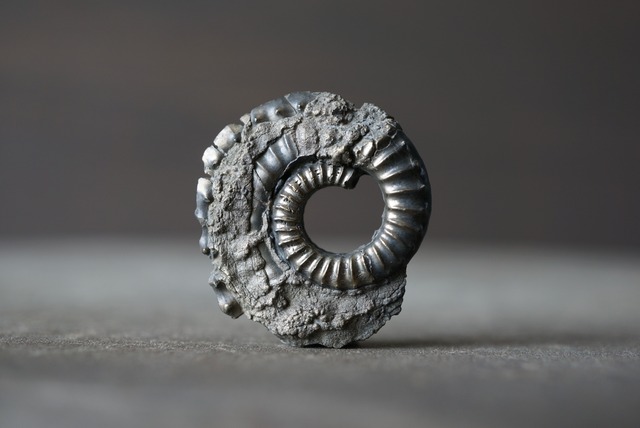 イギリス産黄鉄鉱化アンモナイト  Pyritized Ammonite 1490