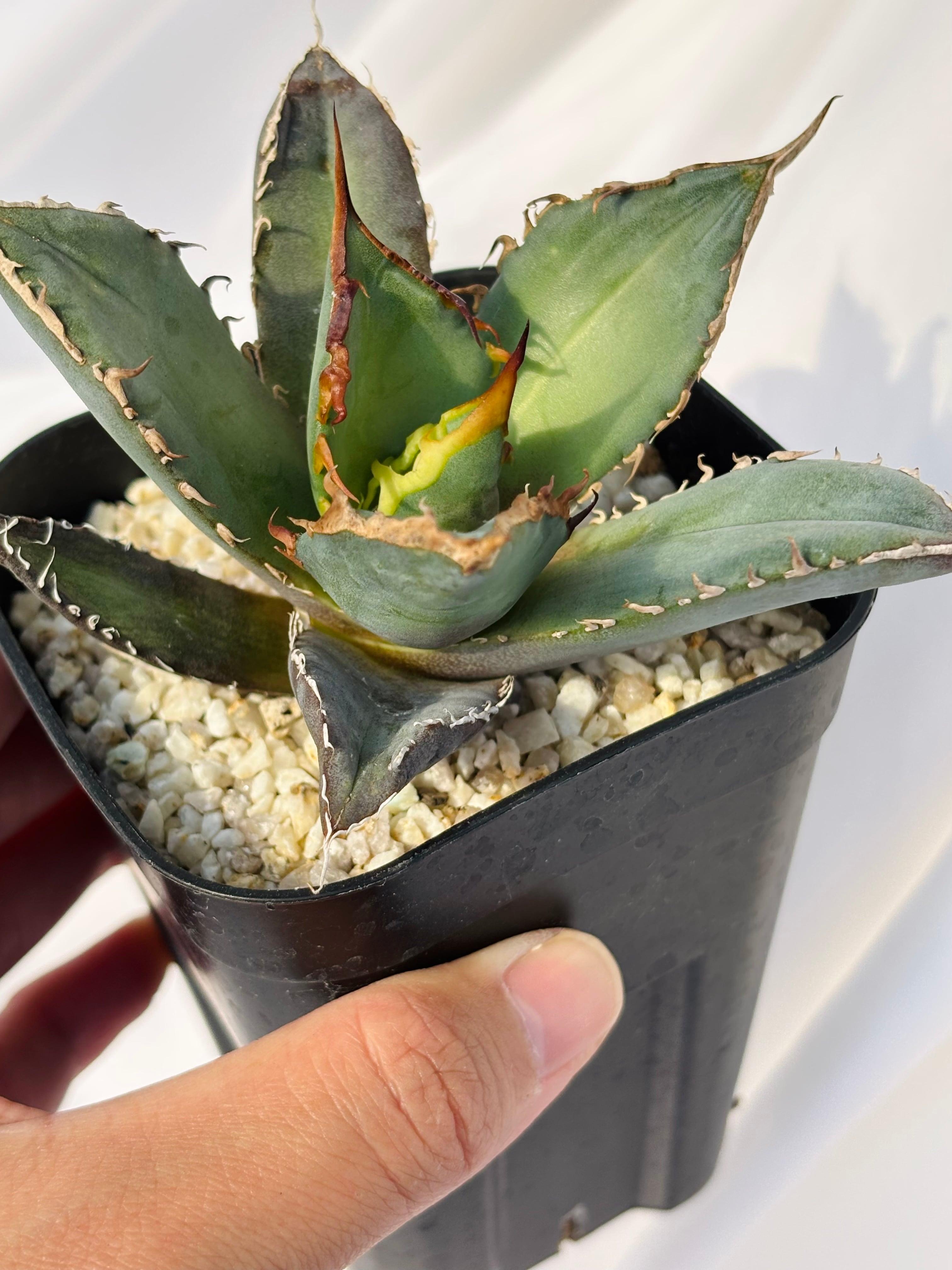 Agave titanota アガベ チタノタ オテロイ 多肉植物 | plants MARU