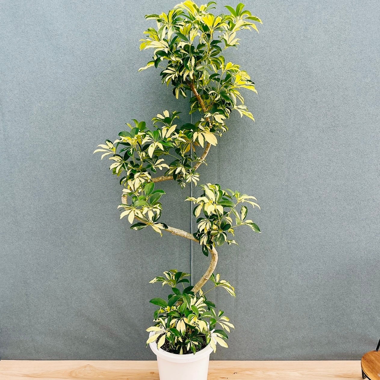 ［現品］14番　シェフレラグランディ　曲がり　8号　観葉植物　斑入り　室内　大型 現品］14番 シェフレラ グランディ 曲がり 8号 観葉植物 斑入り 室内