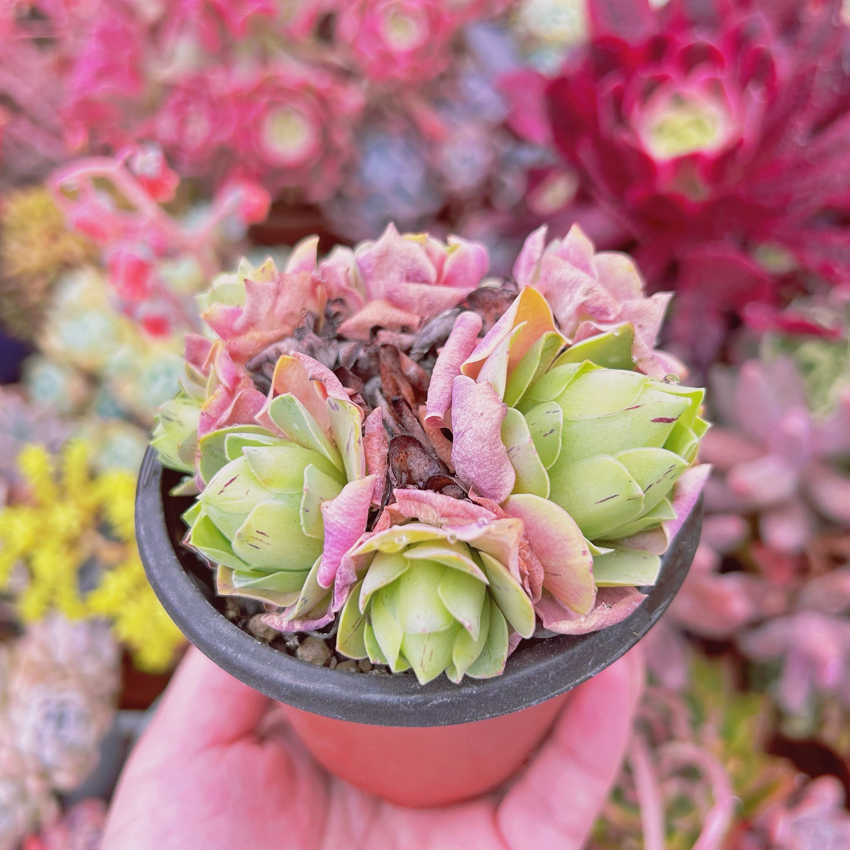 現物 多肉植物 グリーノビア 血桜 抜き苗 | るる農園~多肉植物専門