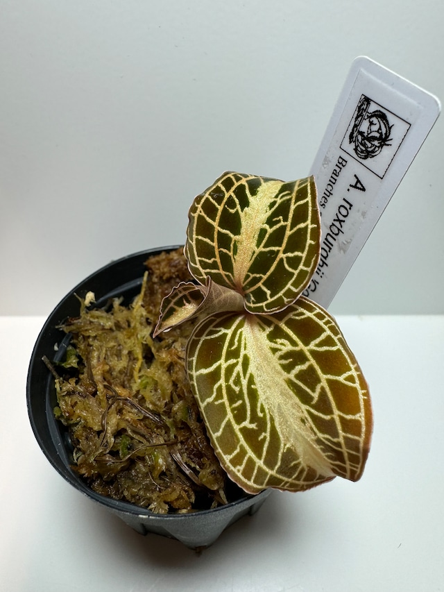 【NEW】ジュエルオーキッド アネクトキルス ロクスバーギー ゴールデンハート(あかだまちゃん厳選植物、写真の現物を発送します）