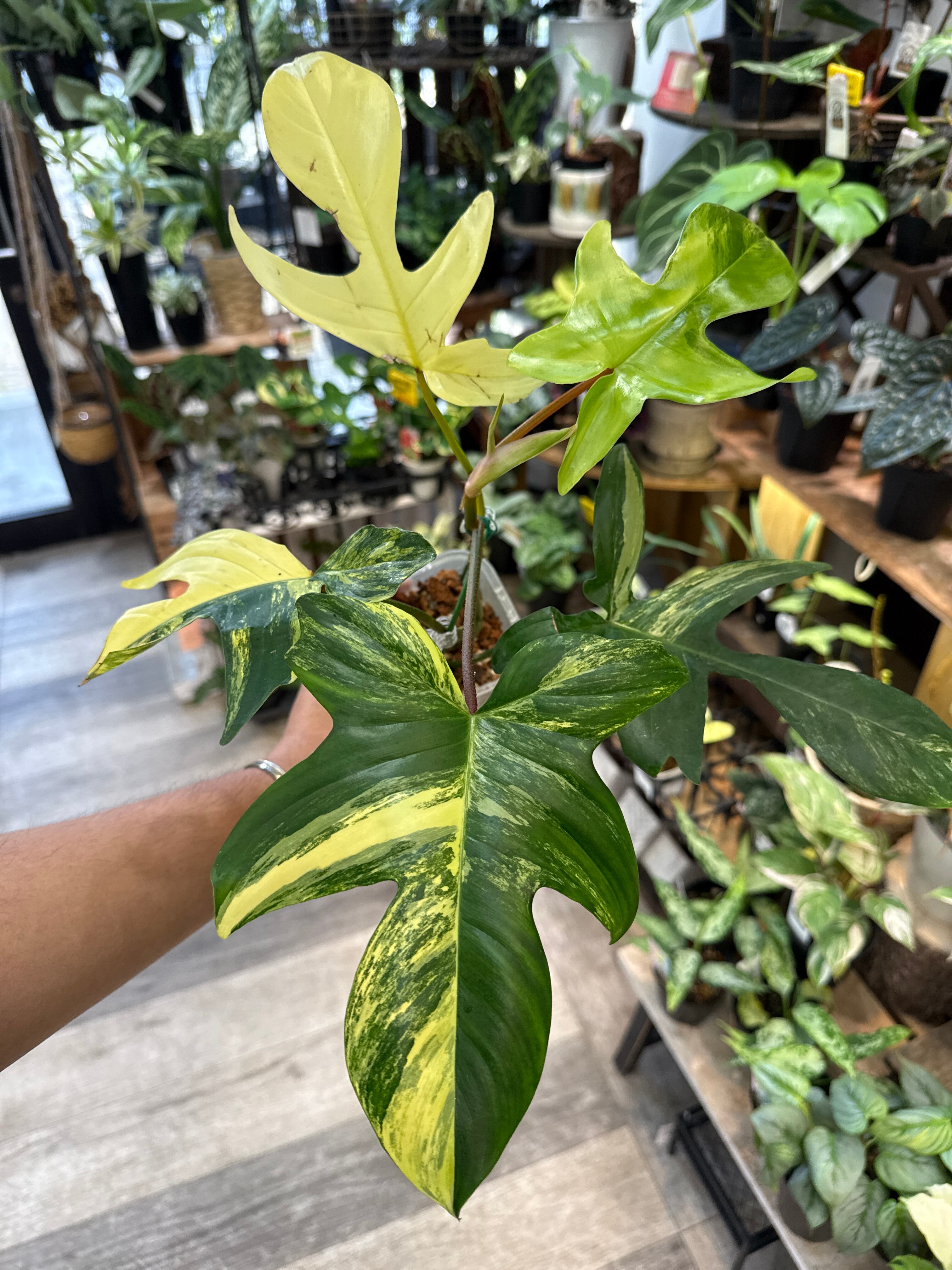 ② フィロデンドロン フロリダビューティー | Gardenえん 【観葉熱帯植物】