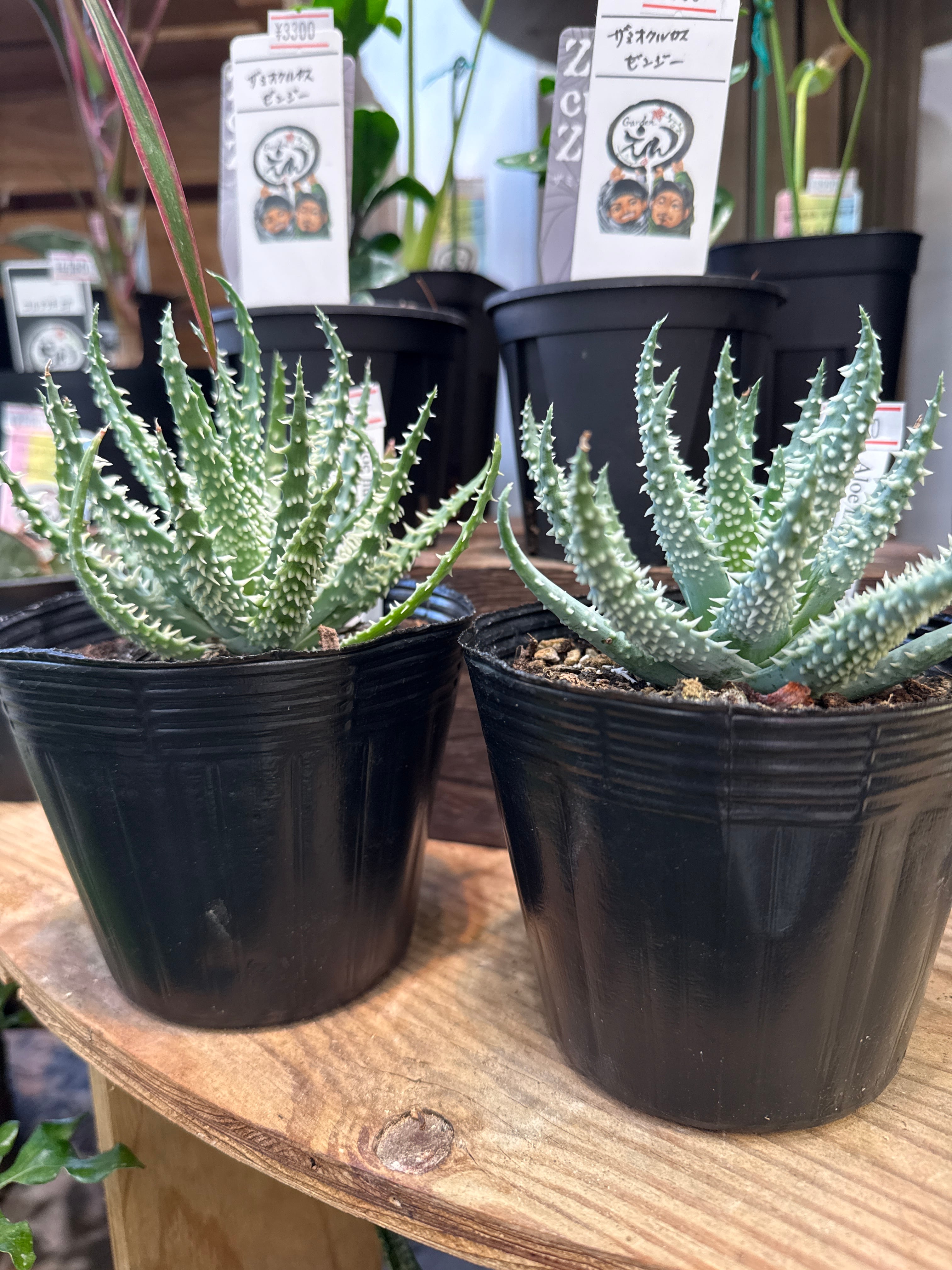 多肉植物 | Gardenえん 【観葉熱帯植物】