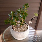 盆栽 パンダガジュマル 5号 陶器鉢 ピック付 観葉植物 コパンダ ガジュマルの木 1017WHー2