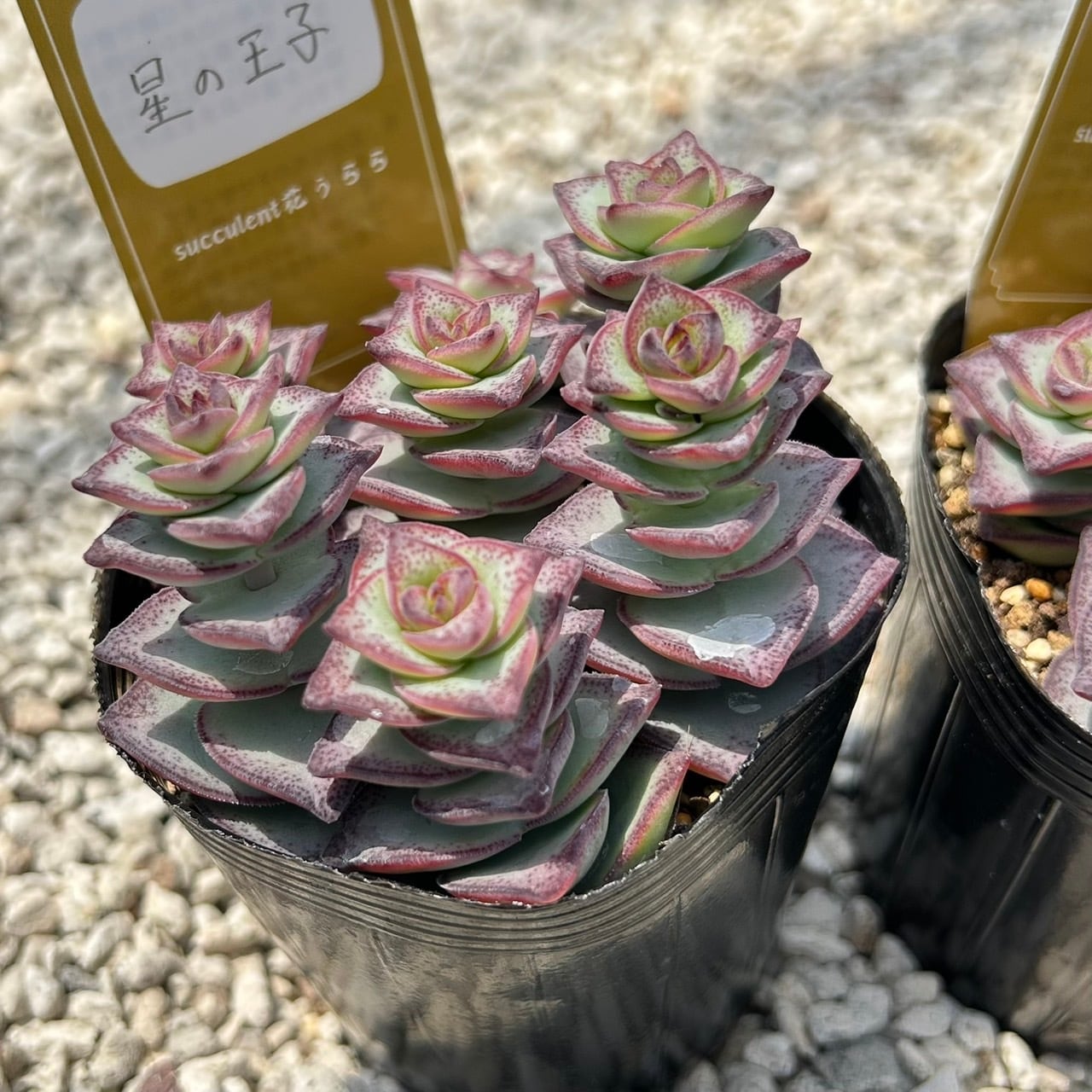 ALL ITEM | Succulent 花うらら 〜多肉植物
