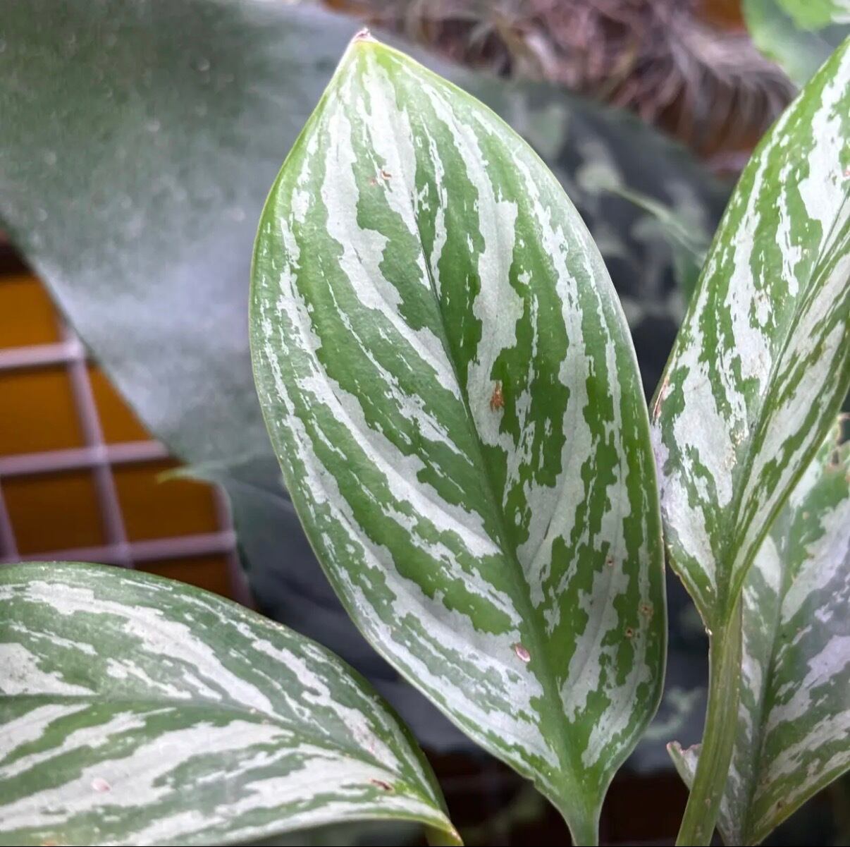 Bucephalandra cf. filiformis Sanggau Kalimantan Barat【ZOE0226-17i
