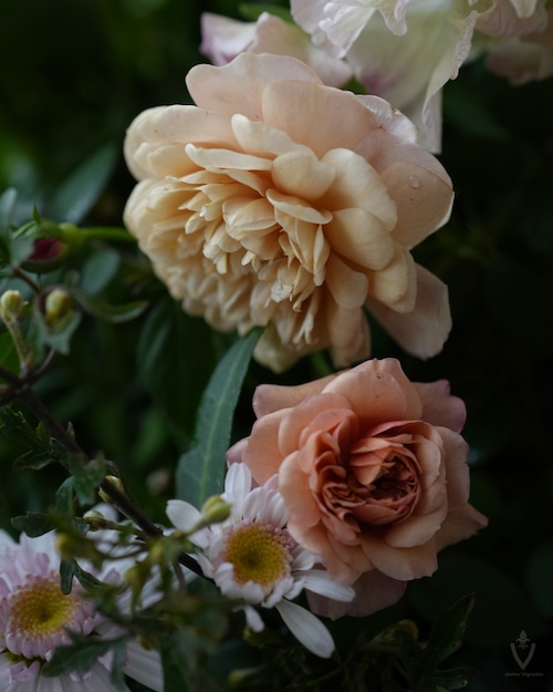 ミニバラ　モカ　４号