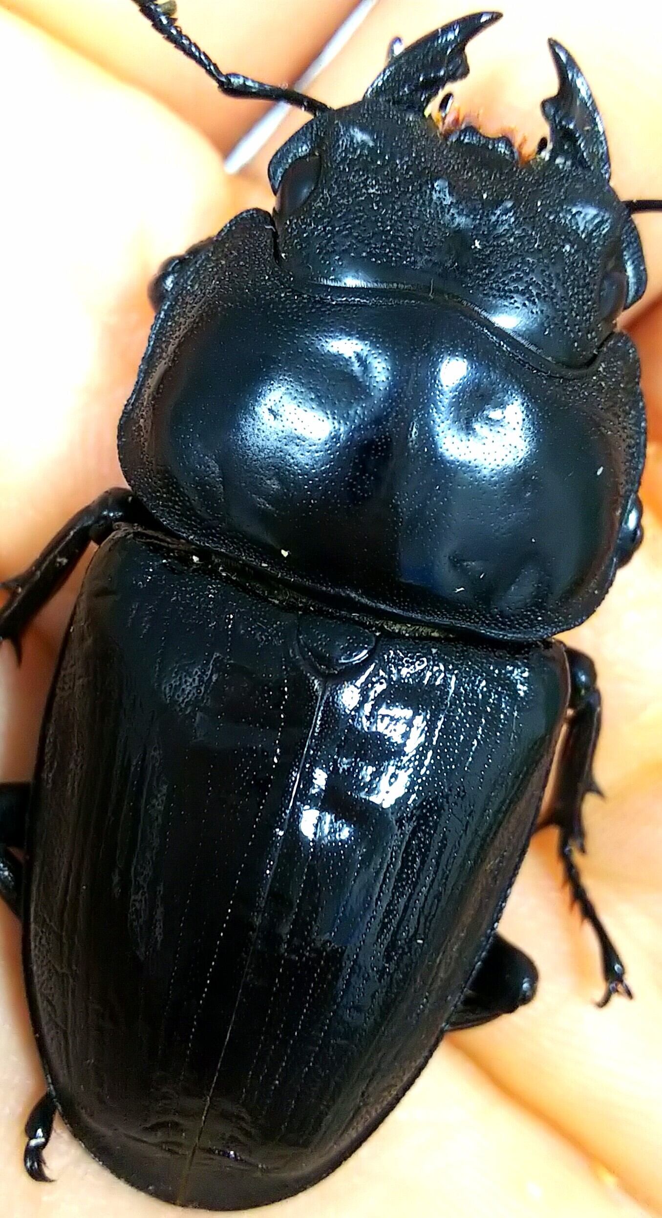 オオクワらんど】イベント用等にオオクワガタ5ペア オオクワガタ 