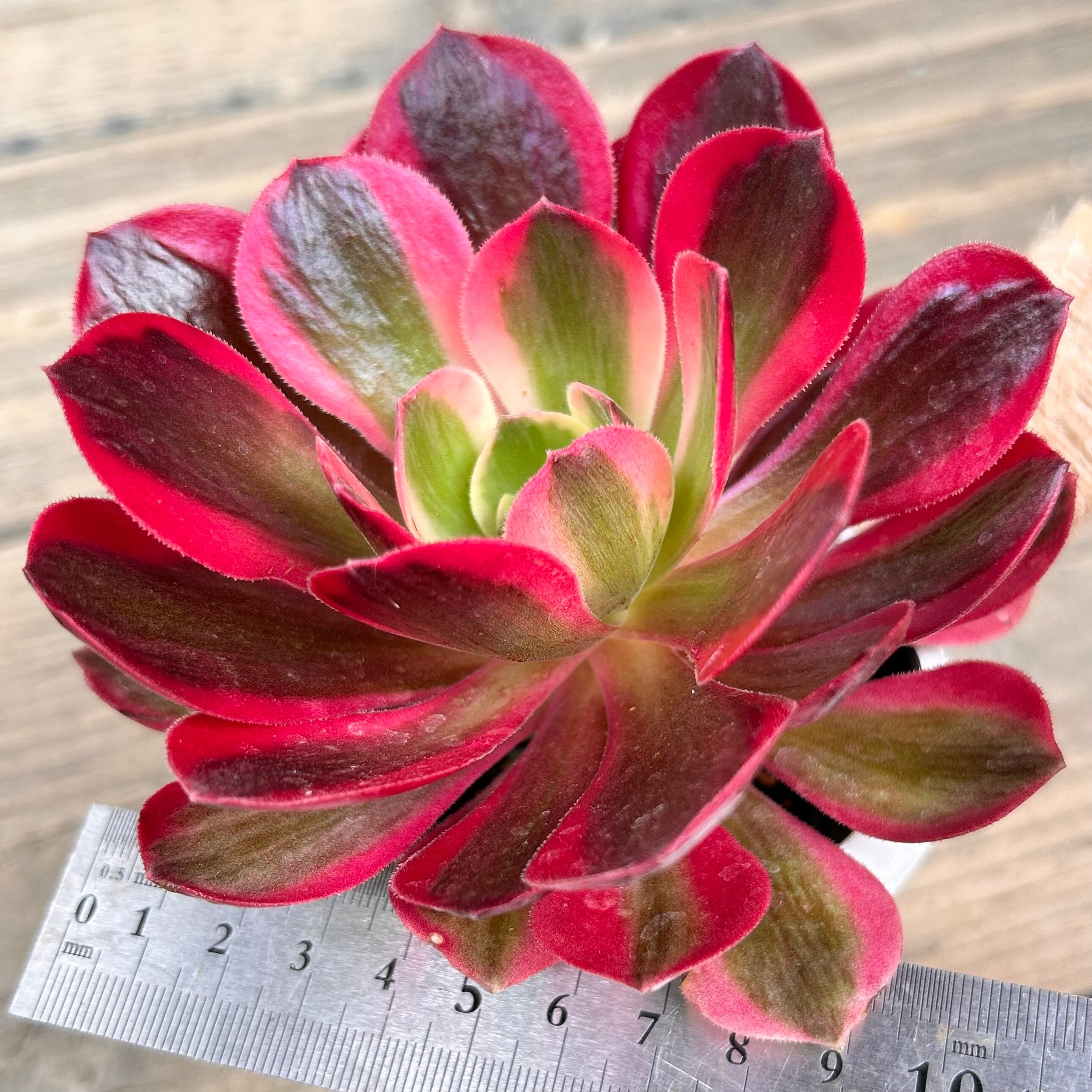 ピンクガール (アエオニウム) | RuPo 多肉植物専門店