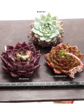 【セットA ニューフェイス 3種】パイレーツオブカリビアン／キャドバリー／ブラックナイト