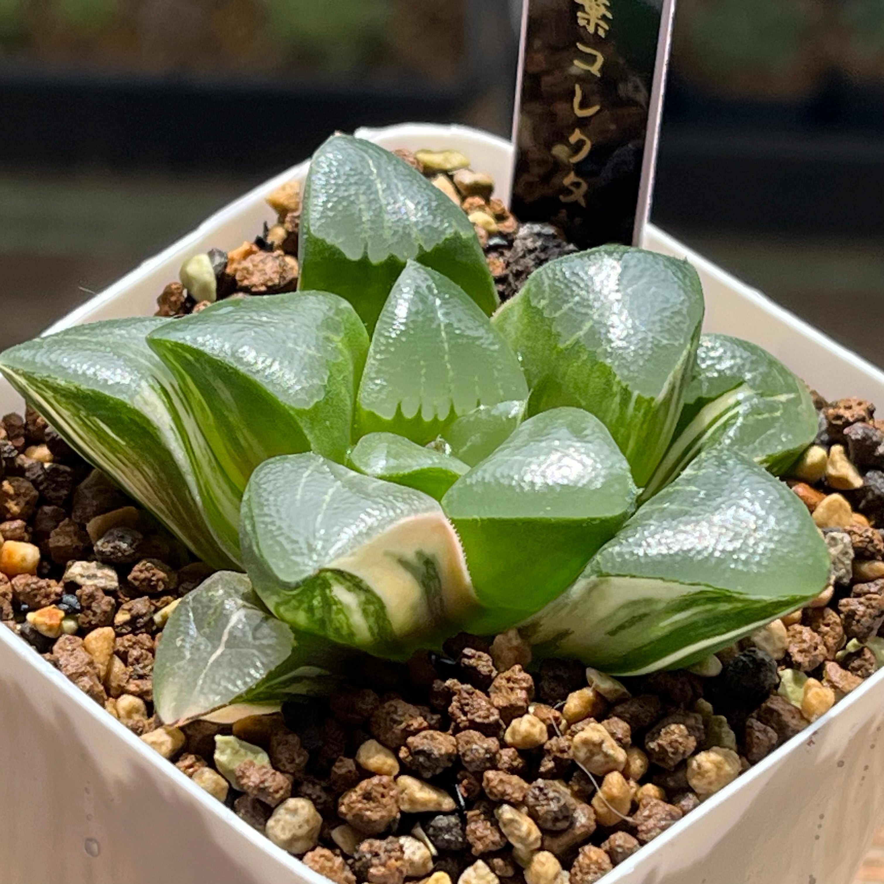 錦 | mocono_plants