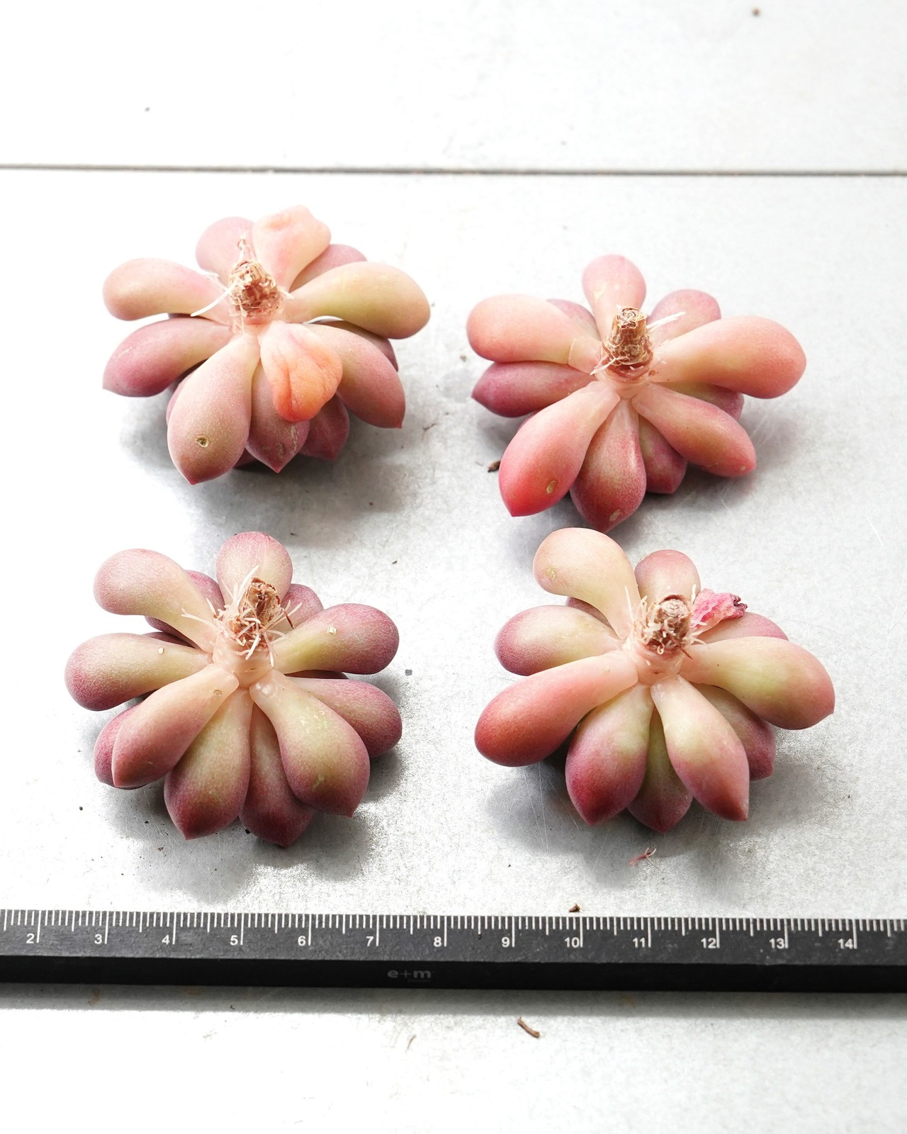 一部発根済カット苗 ブルーダイヤモンド M Echeveria 'Blue Diamond'