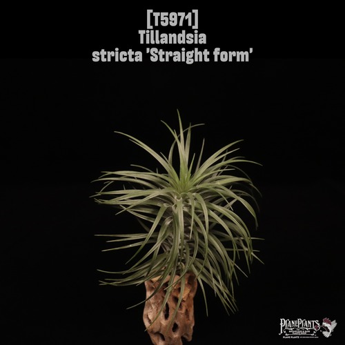 Tillandsia stricta straight form〔ティランジア〕T5971