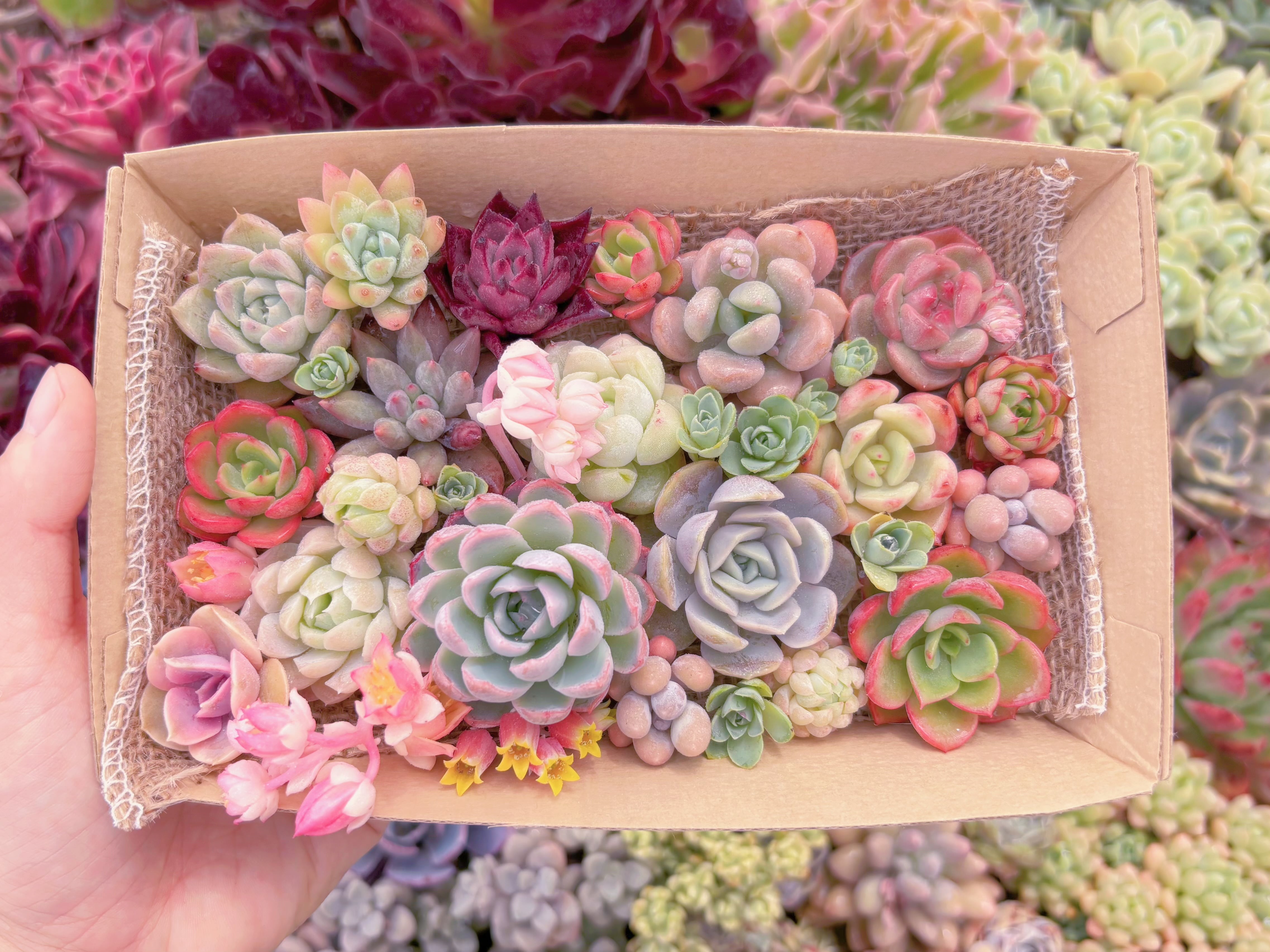 現品　寄せ植えセット#B57　12cmx20cm　るる農園