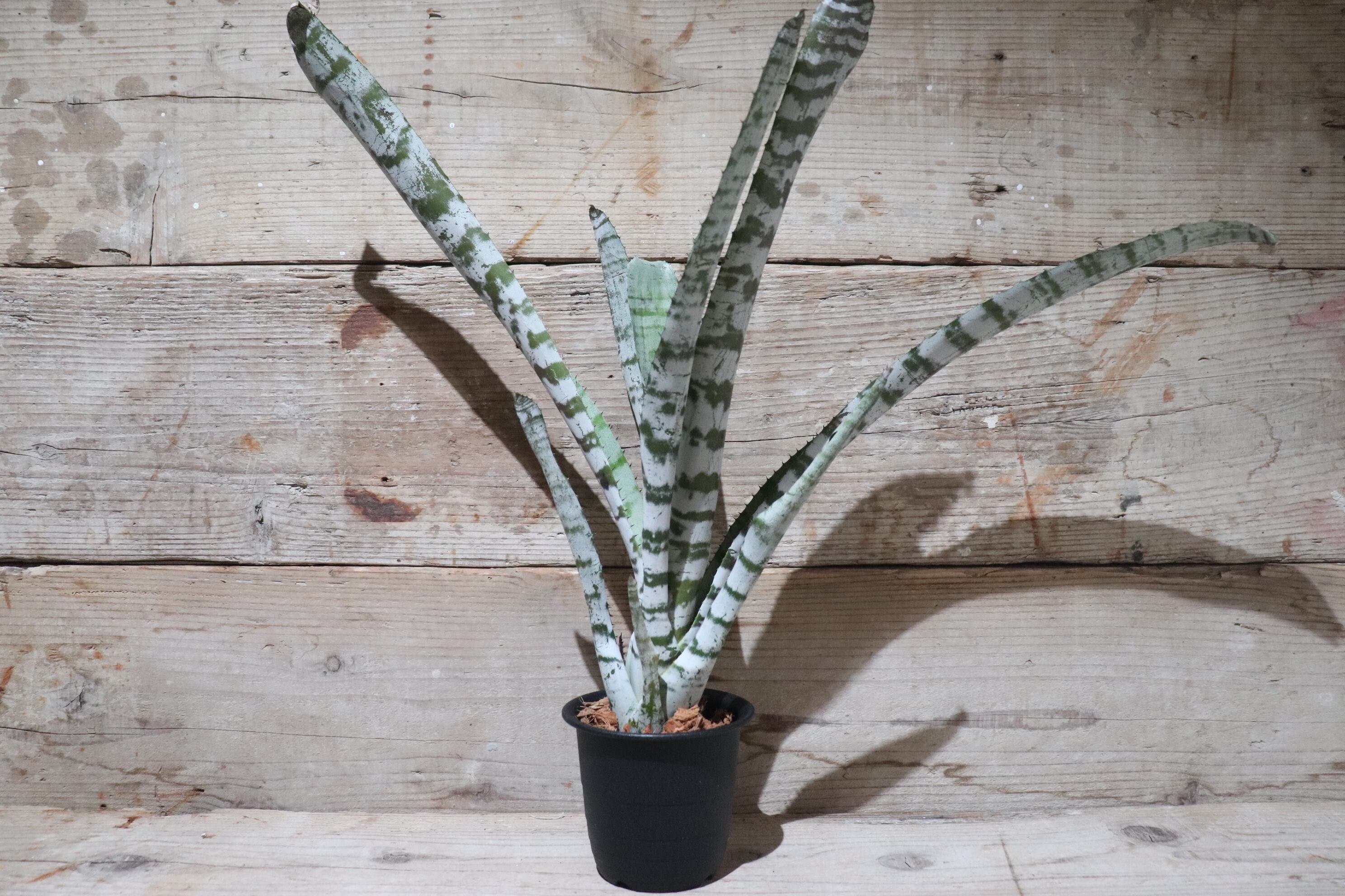 送料無料】Aechmea 'Silver top' × 'Young turk'〔エクメア〕現品発送