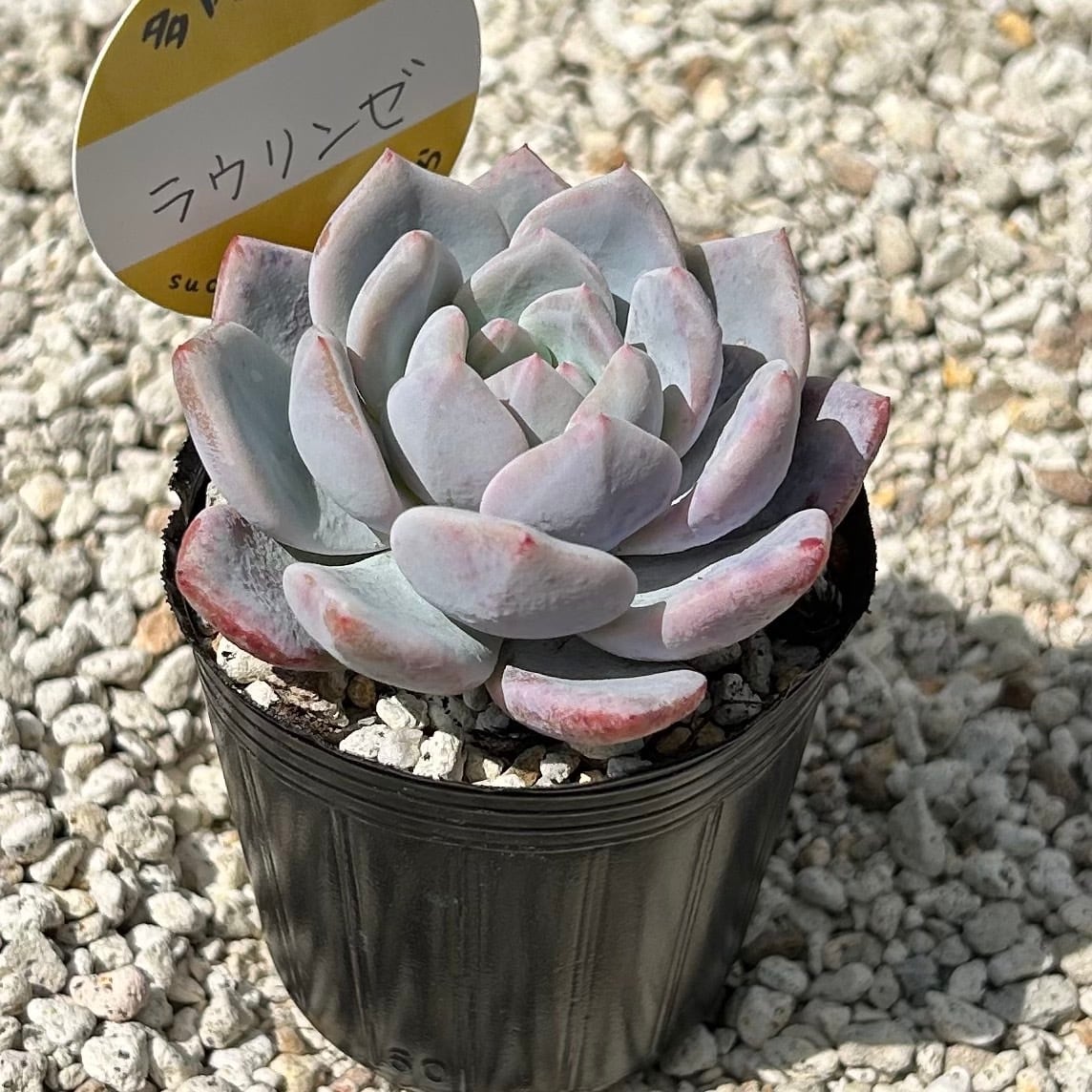 ALL ITEM | Succulent 花うらら 〜多肉植物