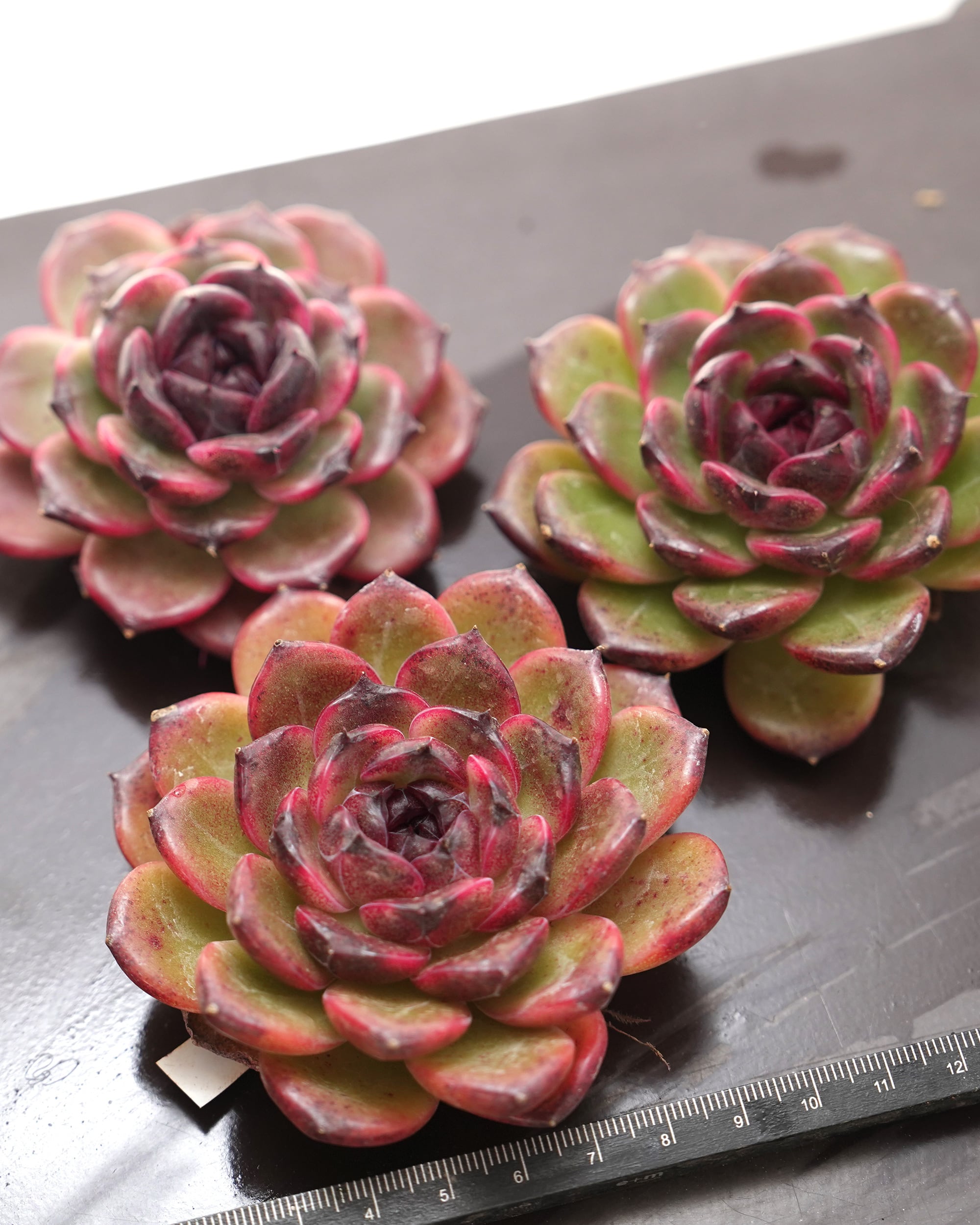 PREMIUM】 抜き苗 アイスランドコーヒー Echeveria 'Iceland Coffee