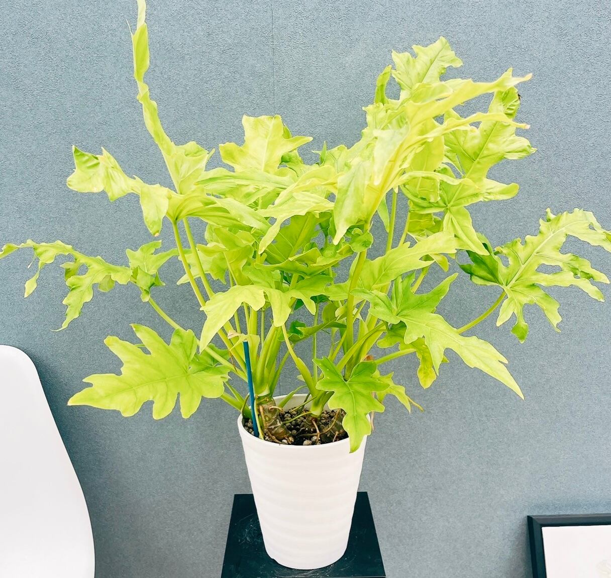 セローム幹立ち苗 セローム