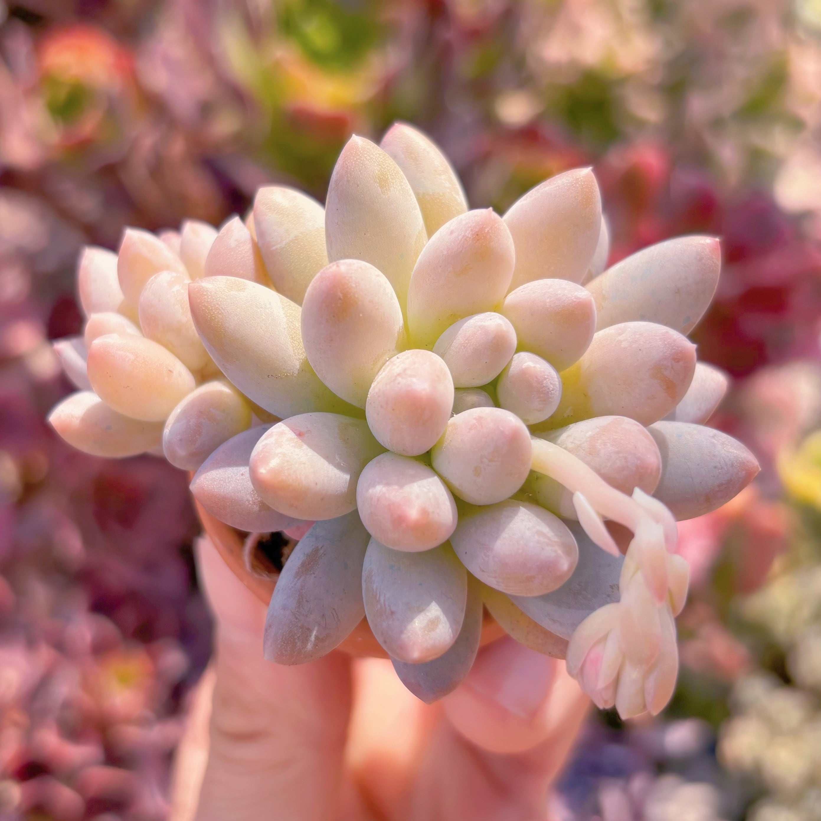 多肉植物　象牙　新入荷　るる農園