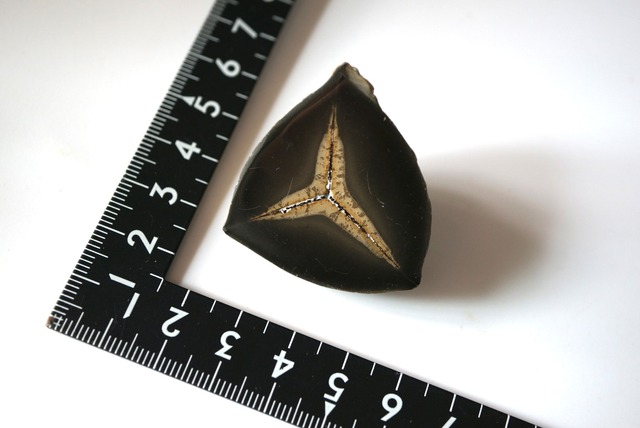 セプタリアン 特殊 Septarian 1187