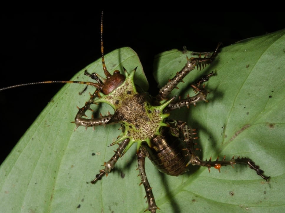 33mm】アーマードクリケット 武装コオロギ ドラゴンヘッドコオロギ