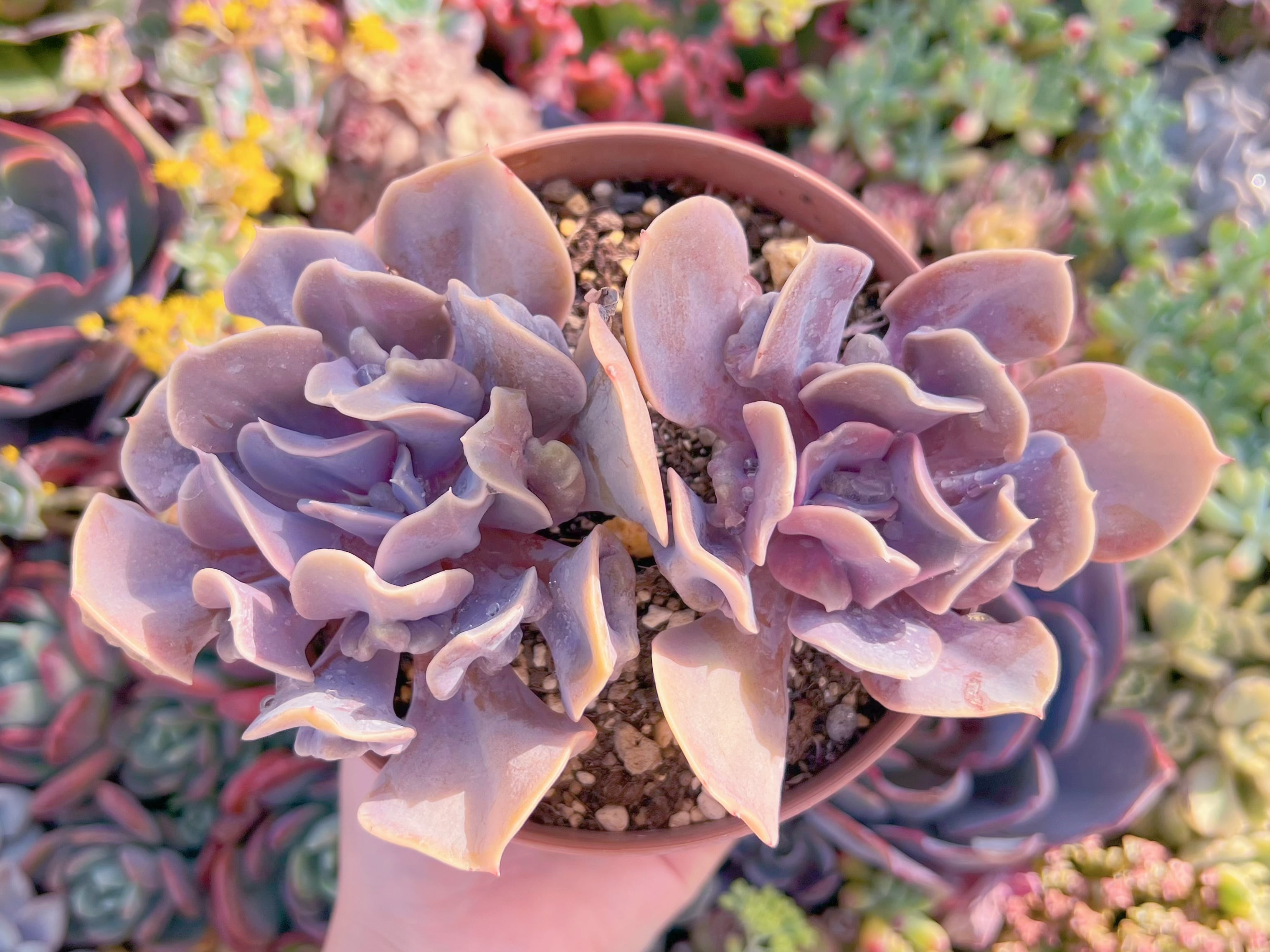 現品　ヴァルキリーエトランペット#A091　るる農園