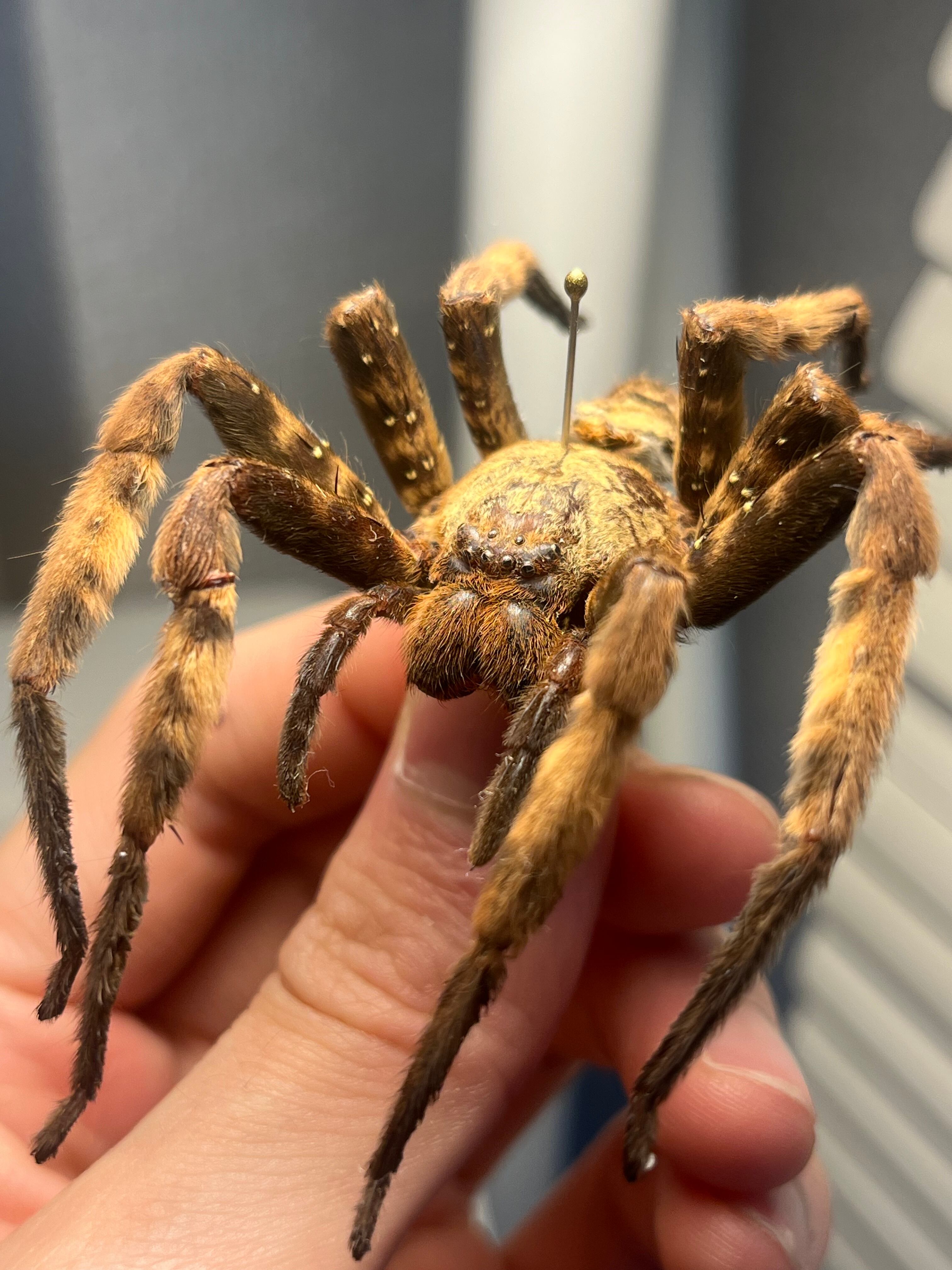 標本】グリーンハンツマン トゥルースパイダーマンティスムカデ