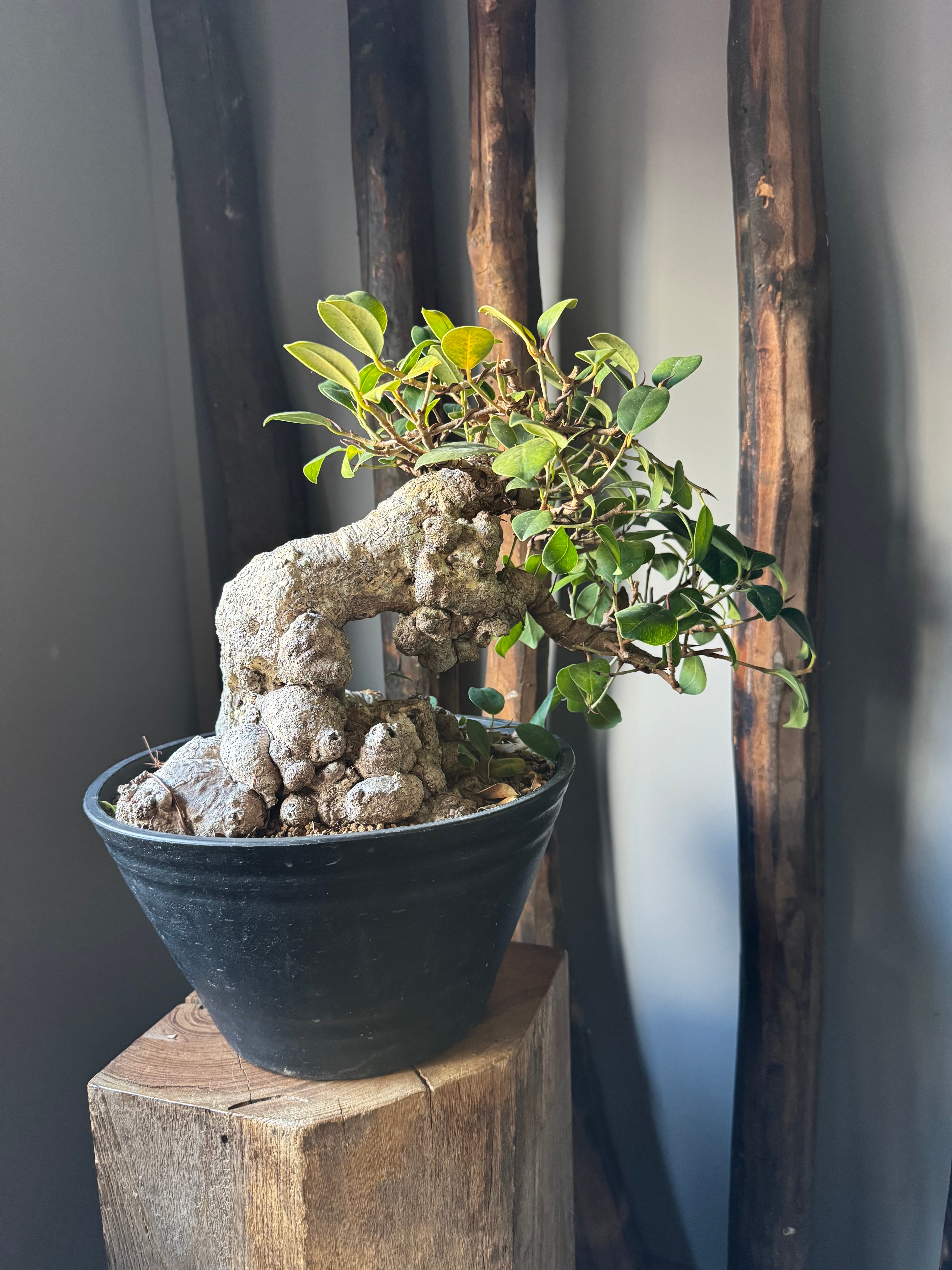 【琉球盆栽】Ficus microcarpa【極上のイボガジュマル】